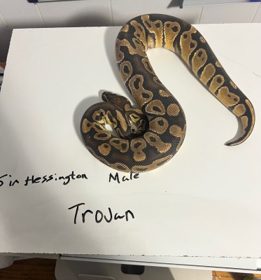 animal image