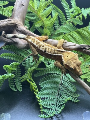 animal image