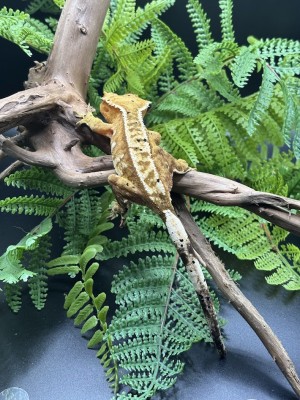 animal image