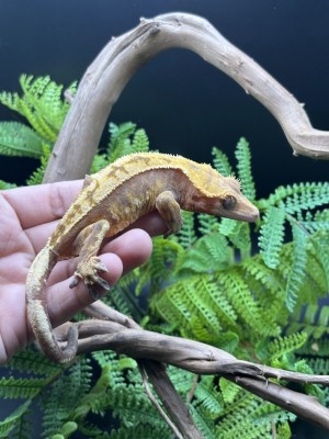 animal image