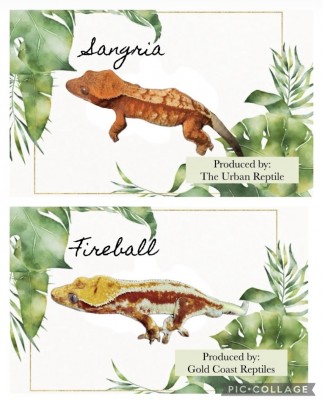animal image