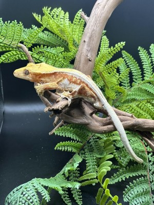 animal image