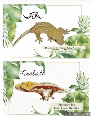 animal image