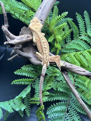 animal image