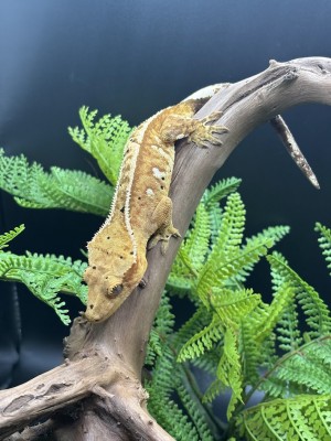 animal image