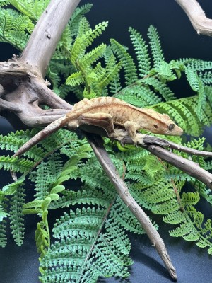 animal image