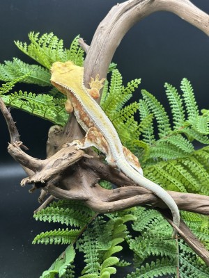 animal image