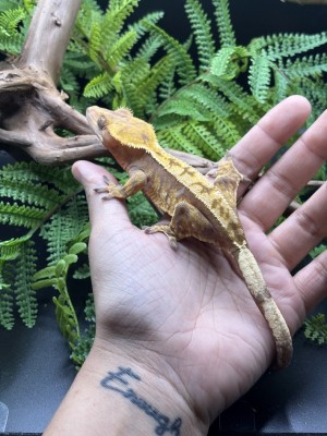 animal image