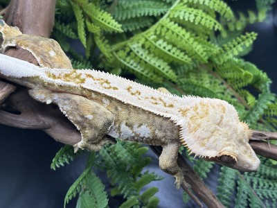 animal image