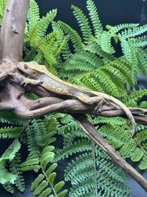 animal image