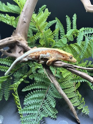 animal image