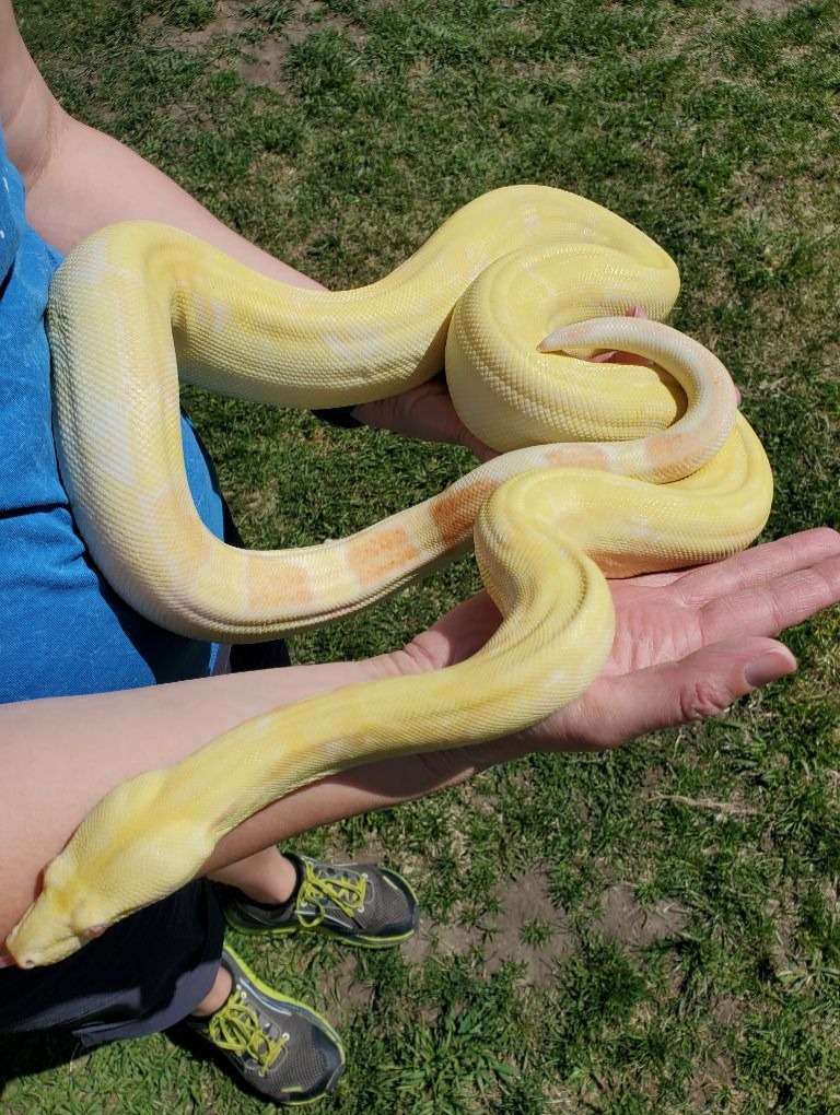 animal image