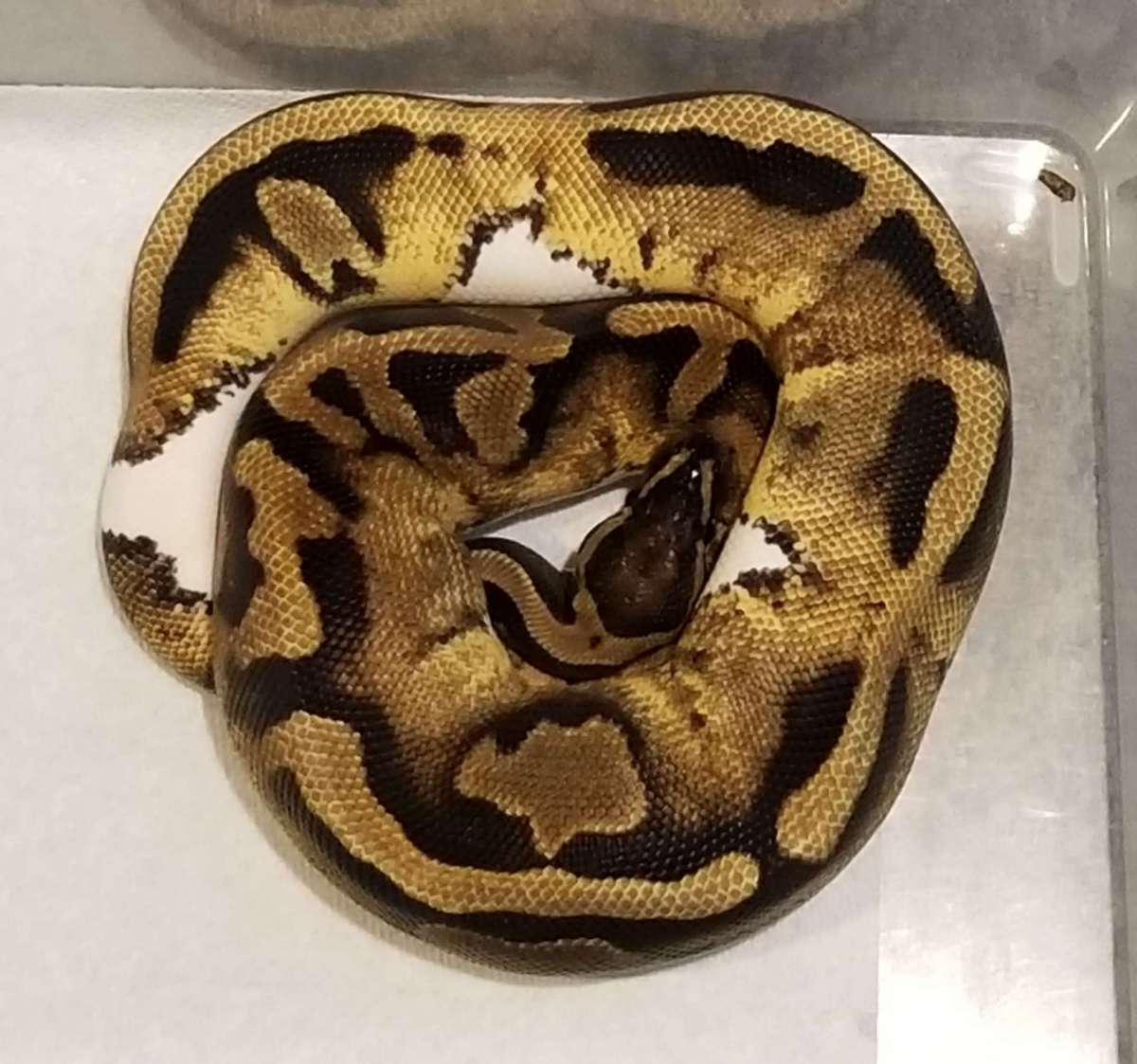 animal image
