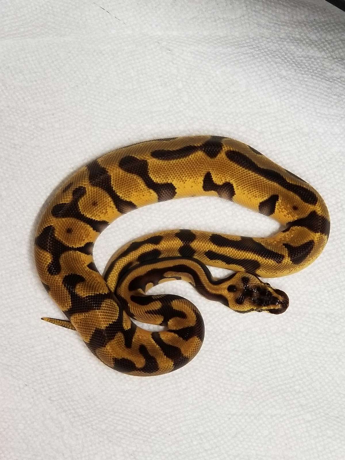 animal image