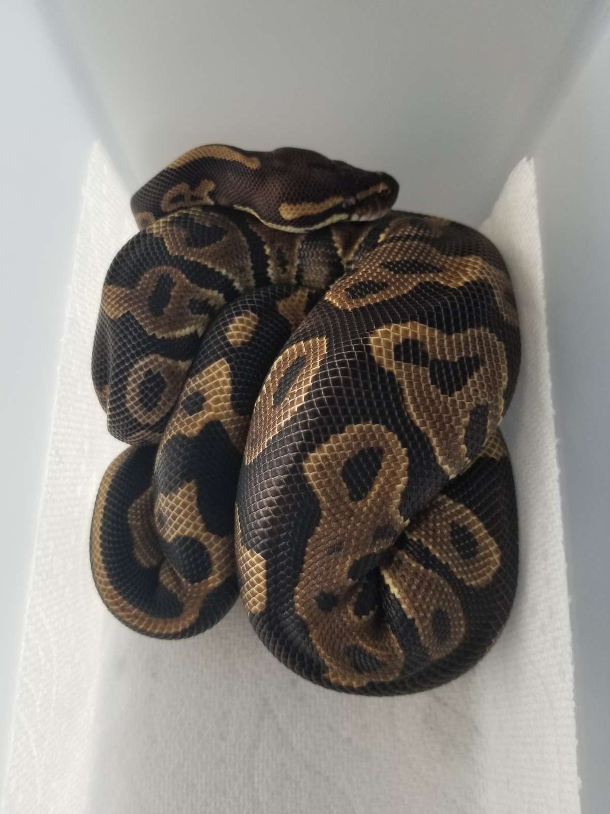 animal image