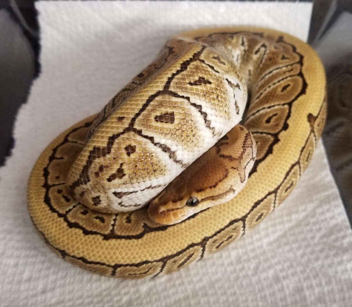 animal image