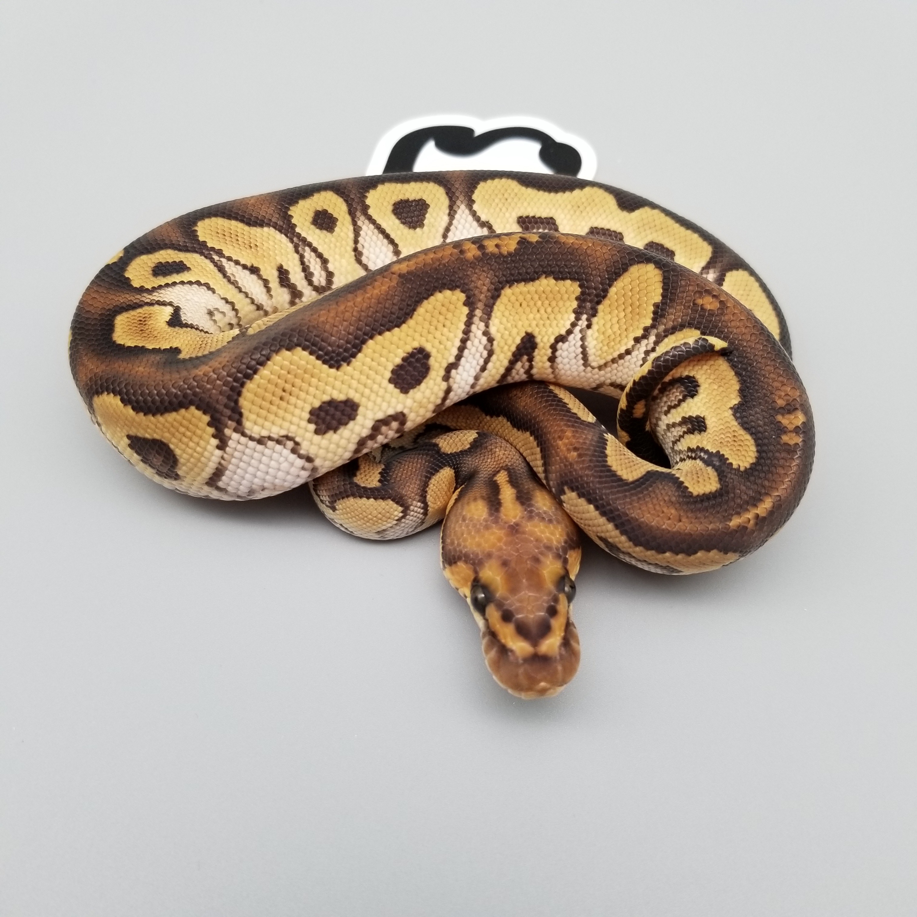 animal image