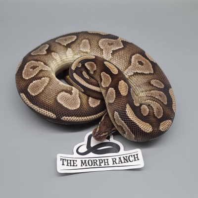 animal image