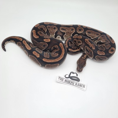 animal image