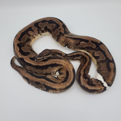 animal image