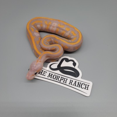 animal image