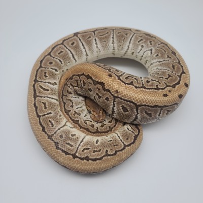 animal image