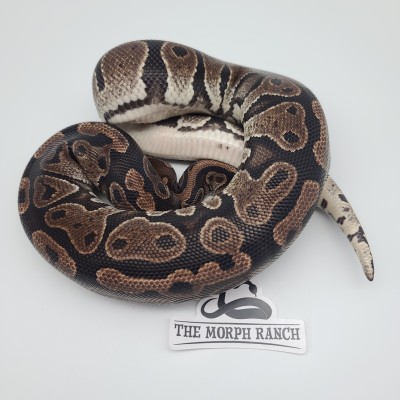 animal image