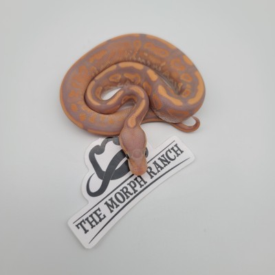 animal image