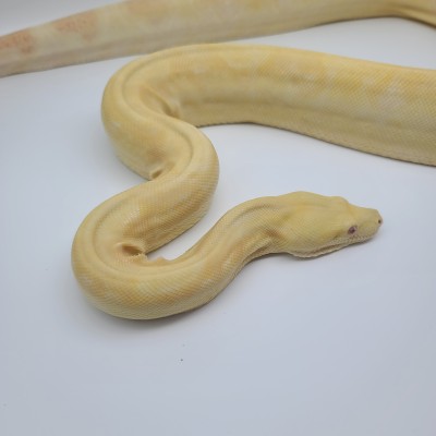 animal image