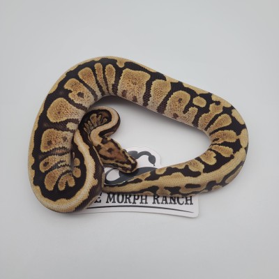animal image