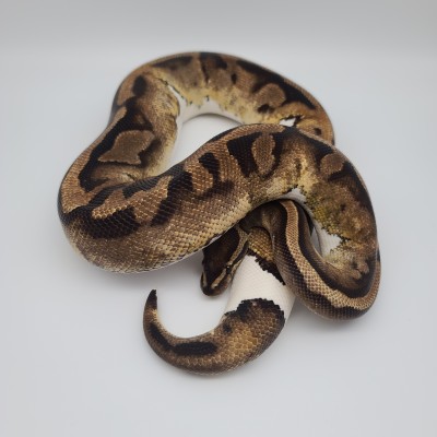 animal image