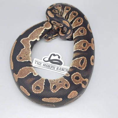 animal image