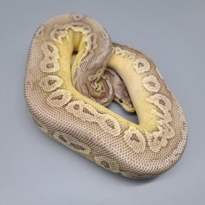 animal image
