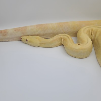 animal image