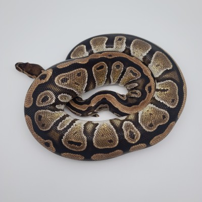 animal image