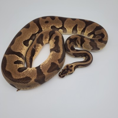 animal image