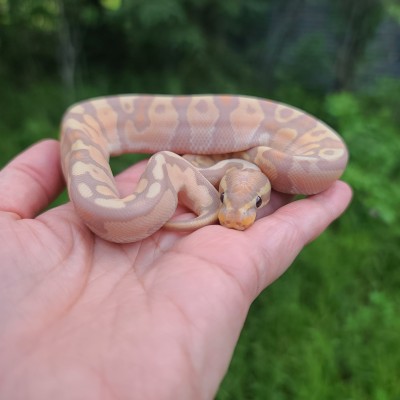 animal image
