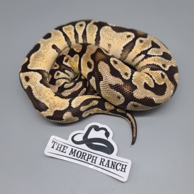 animal image
