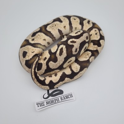animal image