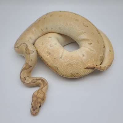 animal image