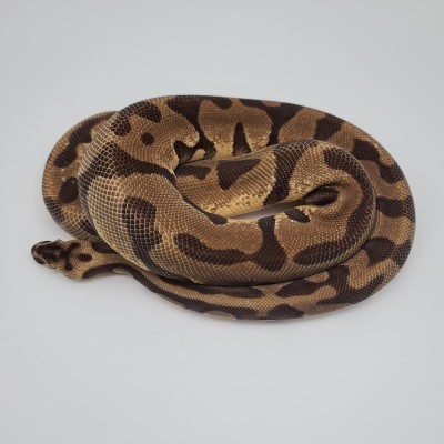 animal image