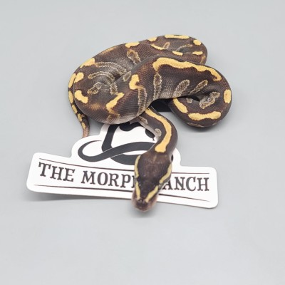 animal image