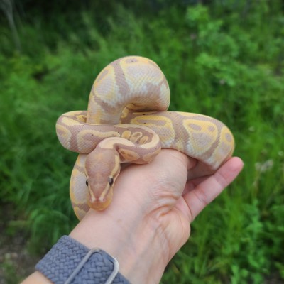 animal image
