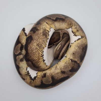 animal image