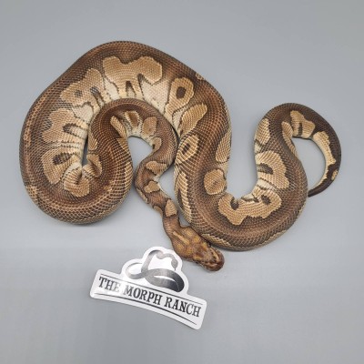 animal image