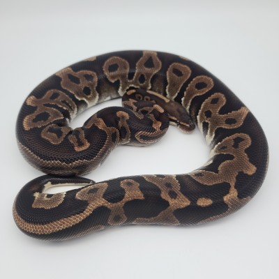 animal image