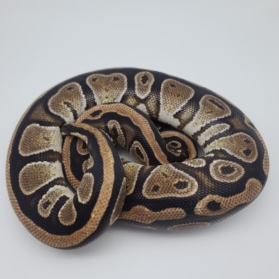 animal image