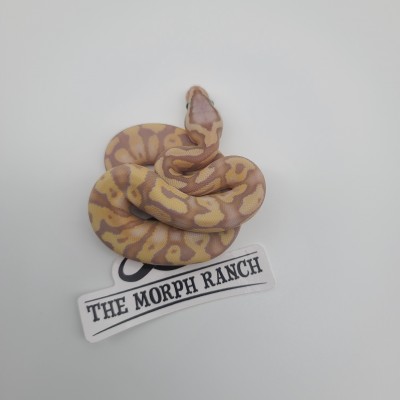animal image