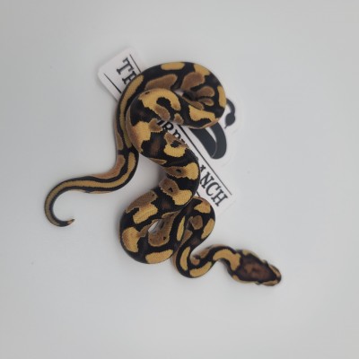 animal image