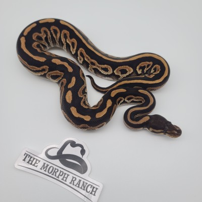 animal image